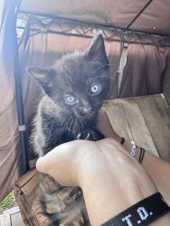 Found/Stray Female Cat last seen NE 44th Street, Ocala, FL 34479