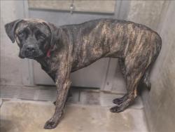 Shelter Stray Female Dog last seen , 14409 Vanowen St, Van Nuys, CA 91405, USA