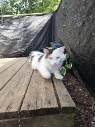 Lost Male Cat last seen Taft and fountain Ave, Appleton, WI 54915