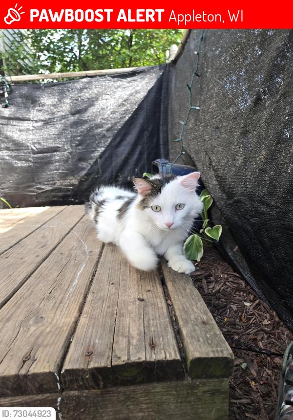 Lost Male Cat last seen Taft and fountain Ave, Appleton, WI 54915