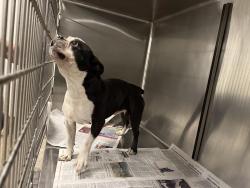 Shelter Stray Male Dog last seen , 14409 Vanowen St, Van Nuys, CA 91405, USA