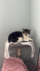 Lost Female Cat last seen White cap, Carlsbad, CA 92011