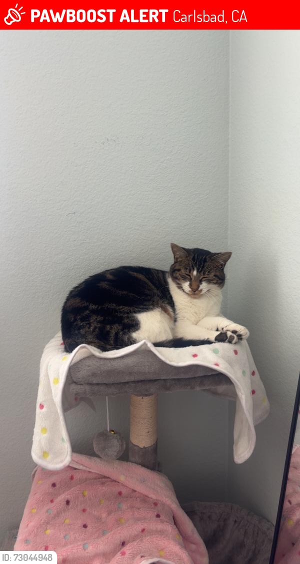 Lost Female Cat last seen White cap, Carlsbad, CA 92011