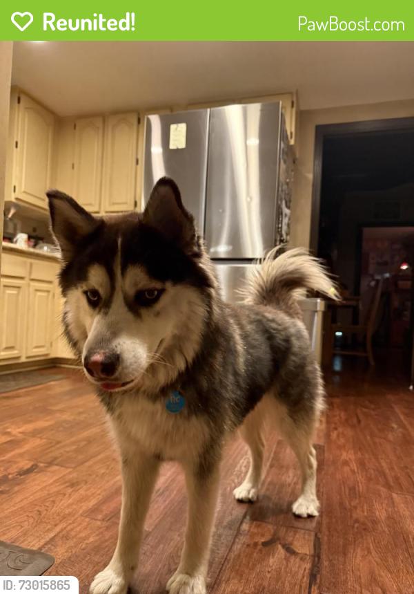 Reunited Female Dog last seen On Sapphire between Orange and Lemon, Rancho Cucamonga, CA 91701