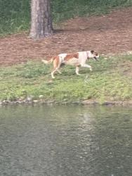 Reunited Unknown Dog last seen Around the pond near 1700 Chickasha Dr. in Pfafftown, Pfafftown, NC 27040