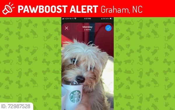 Lost Female Dog last seen Oneida and W Market St in Graham, NC, Graham, NC 27253