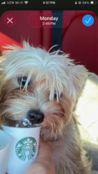 Lost Female Dog last seen Oneida and W Market St in Graham, NC, Graham, NC 27253
