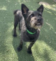 Shelter Stray Male Dog last seen , 957 N Gaffey St, San Pedro, CA 90731, USA
