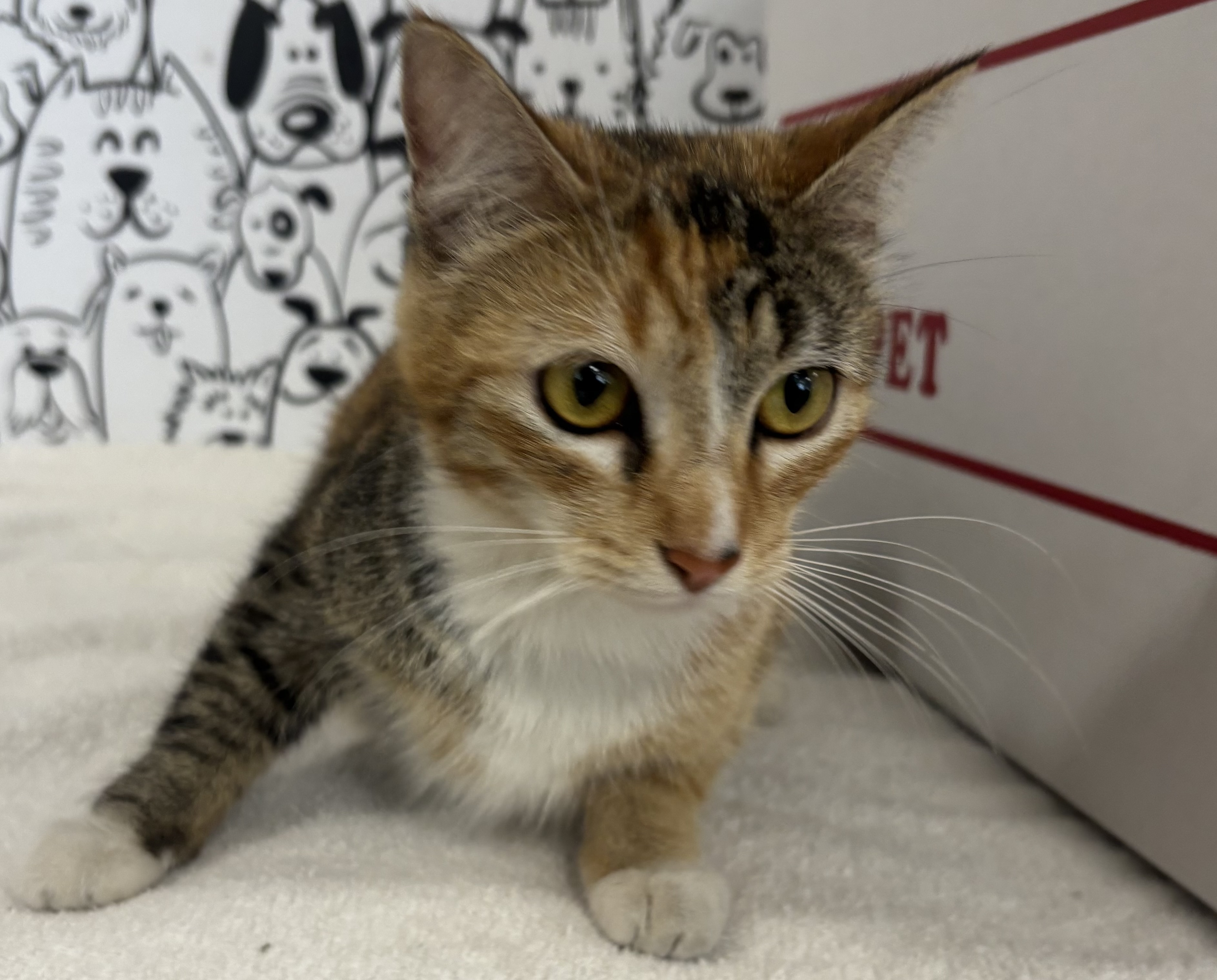 Shelter Stray Female Cat last seen , 957 N Gaffey St, San Pedro, CA 90731, USA