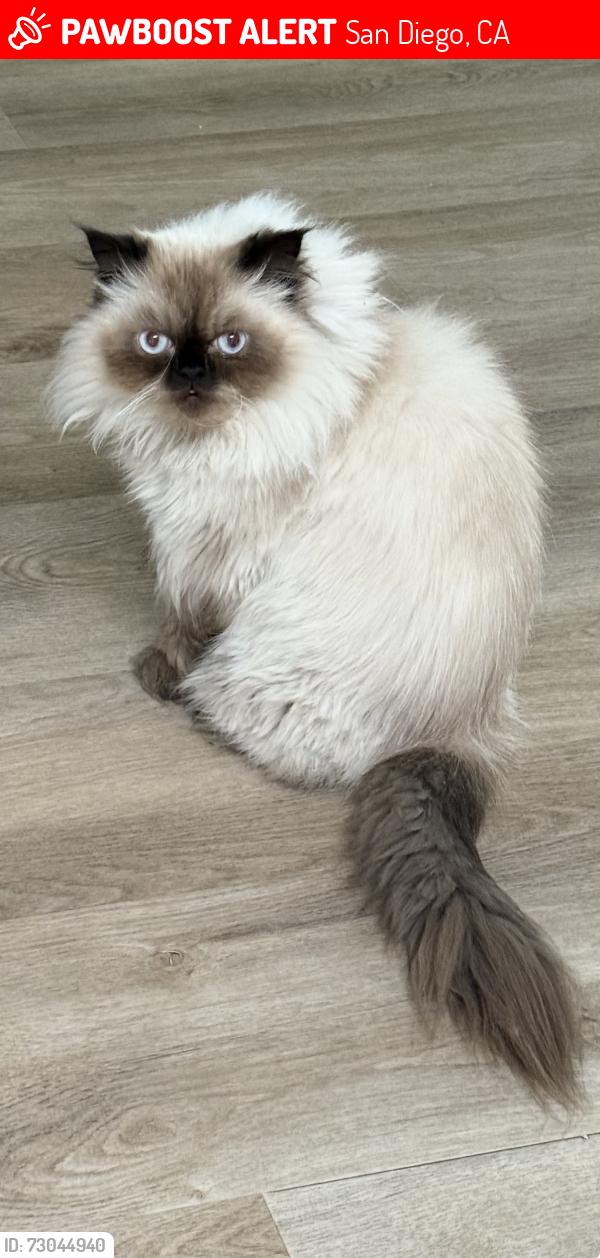 Lost Male Cat last seen Scripps Trail, San Diego, CA 92131