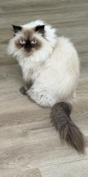 Lost Male Cat last seen Scripps Trail, San Diego, CA 92131