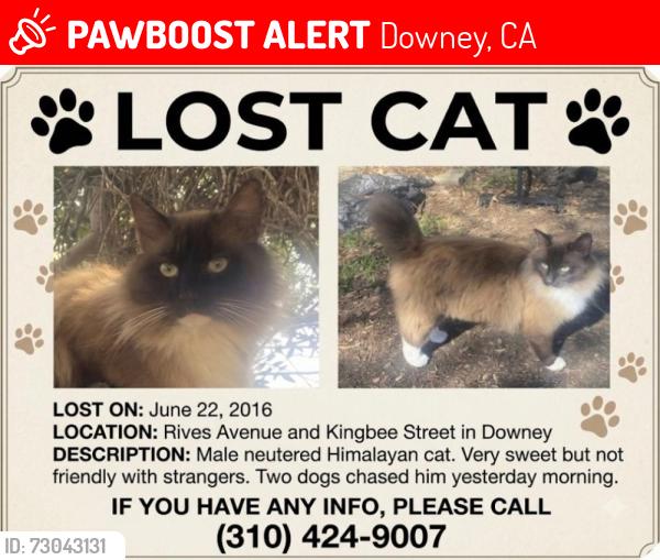 Lost Male Cat last seen Rives Avenue and Kingbee Street, Downey, CA 90242