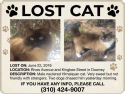 Lost Male Cat last seen Rives Avenue and Kingbee Street, Downey, CA 90242