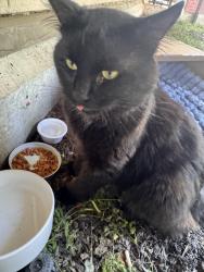 Found/Stray Unknown Cat last seen ducks village, Eugene, OR 97401