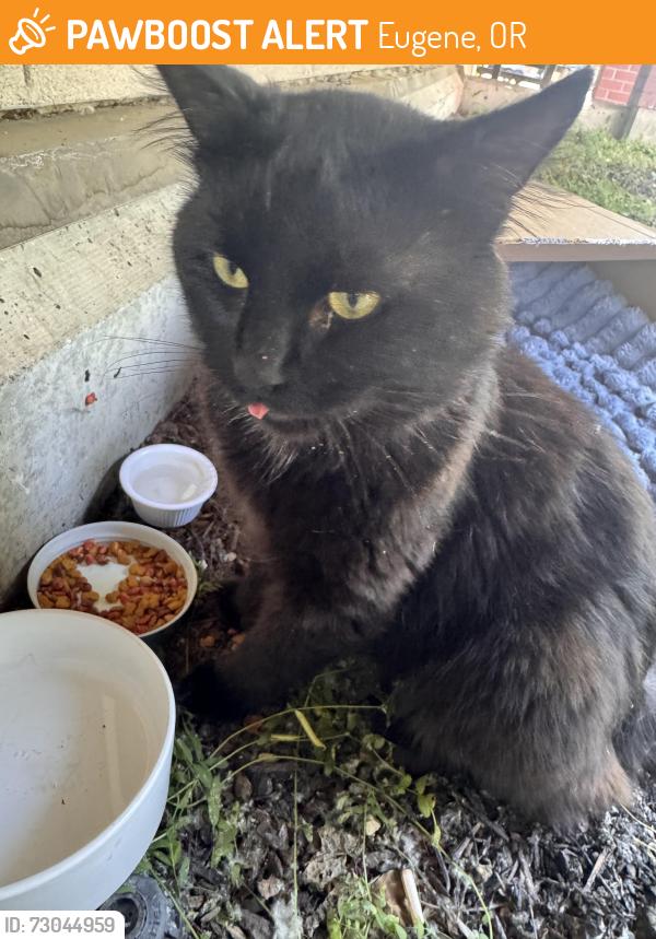 Found/Stray Unknown Cat last seen ducks village, Eugene, OR 97401