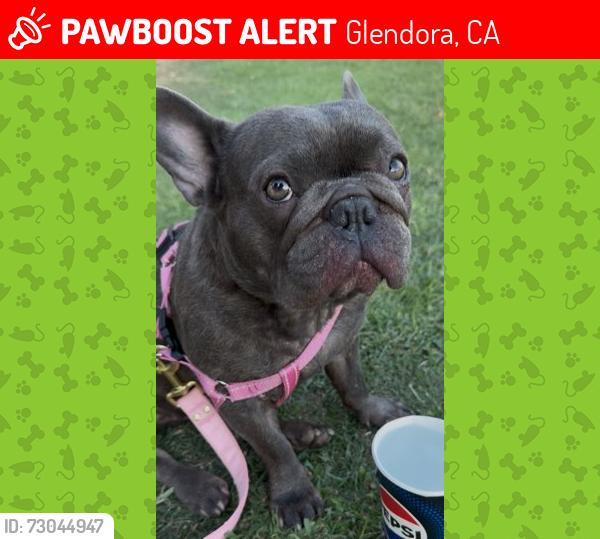 Lost Female Dog last seen Glendora , Glendora, CA 91740