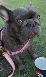 Lost Female Dog last seen Glendora , Glendora, CA 91740