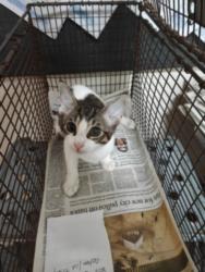 Shelter Stray Female Cat last seen , 3201 Lacy St, Los Angeles, CA 90031, USA