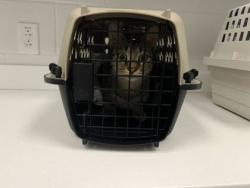 Shelter Stray Male Cat last seen 33rd & Norton Ave, KCMO, 64128, 64128, MO, 7077 Elmwood Ave, Kansas City, MO 64132, USA