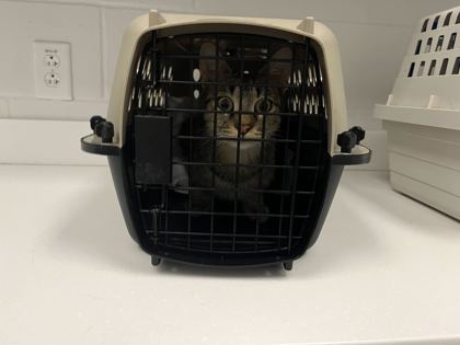 Shelter Stray Male Cat last seen 33rd & Norton Ave, KCMO, 64128, 64128, MO, 7077 Elmwood Ave, Kansas City, MO 64132, USA