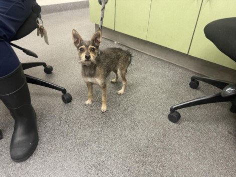 Shelter Stray Female Dog last seen , 3201 Lacy St, Los Angeles, CA 90031, USA