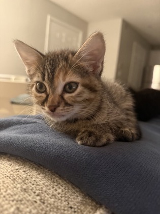 Shelter Stray Female Cat last seen Near Rex Mill Dr, Rex, GA 30273, Other - Out of County, GA, 3280 Chamblee Dunwoody Rd, Chamblee, GA 30341, USA