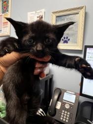 Shelter Stray Female Cat last seen Glen Falls Drive, Decatur, GA 30032, 30032, GA, 3280 Chamblee Dunwoody Rd, Chamblee, GA 30341, USA