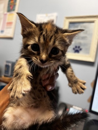 Shelter Stray Female Cat last seen Glen Falls Drive, Decatur, GA 30032, 30032, GA, 3280 Chamblee Dunwoody Rd, Chamblee, GA 30341, USA