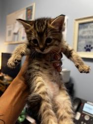 Shelter Stray Female Cat last seen Glen Falls Drive, Decatur, GA 30032, 30032, GA, 3280 Chamblee Dunwoody Rd, Chamblee, GA 30341, USA