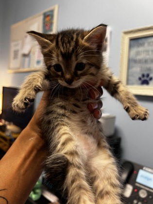 Shelter Stray Female Cat last seen Glen Falls Drive, Decatur, GA 30032, 30032, GA, 3280 Chamblee Dunwoody Rd, Chamblee, GA 30341, USA