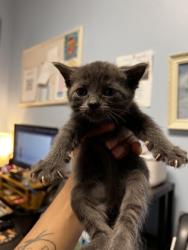 Shelter Stray Female Cat last seen Glen Falls Drive, Decatur, GA 30032, 30032, GA, 3280 Chamblee Dunwoody Rd, Chamblee, GA 30341, USA