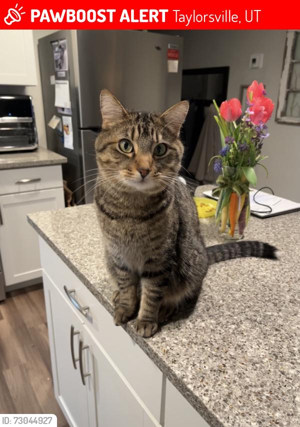 Lost Male Cat last seen Monte Vista Community, Taylorsville, UT 84123