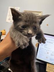 Shelter Stray Male Cat last seen Glen Falls Drive, Decatur, GA 30032, 30032, GA, 3280 Chamblee Dunwoody Rd, Chamblee, GA 30341, USA