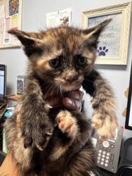 Shelter Stray Female Cat last seen Glen Falls Drive, Decatur, GA 30032, 30032, GA, 3280 Chamblee Dunwoody Rd, Chamblee, GA 30341, USA