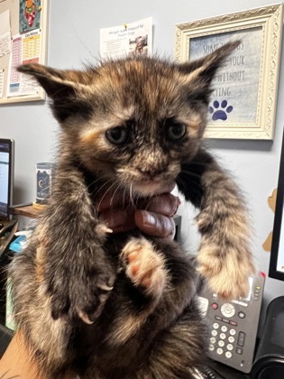Shelter Stray Female Cat last seen Glen Falls Drive, Decatur, GA 30032, 30032, GA, 3280 Chamblee Dunwoody Rd, Chamblee, GA 30341, USA