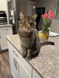 Lost Male Cat last seen Monte Vista Community, Taylorsville, UT 84123