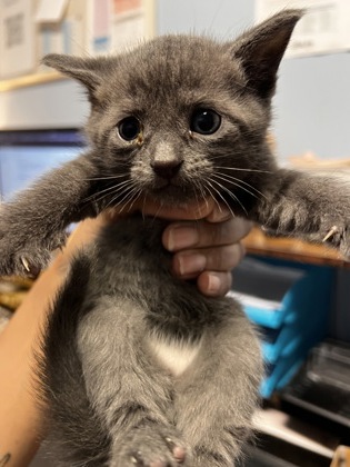 Shelter Stray Male Cat last seen Glen Falls Drive, Decatur, GA 30032, 30032, GA, 3280 Chamblee Dunwoody Rd, Chamblee, GA 30341, USA