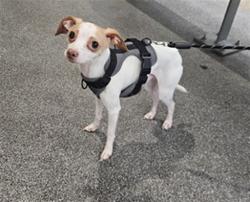Shelter Stray Male Dog last seen , 3201 Lacy St, Los Angeles, CA 90031, USA