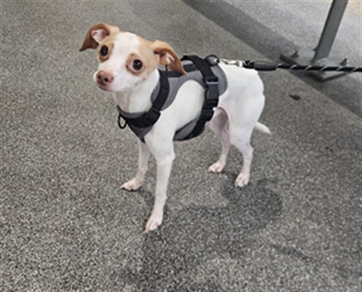 Shelter Stray Male Dog last seen , 3201 Lacy St, Los Angeles, CA 90031, USA