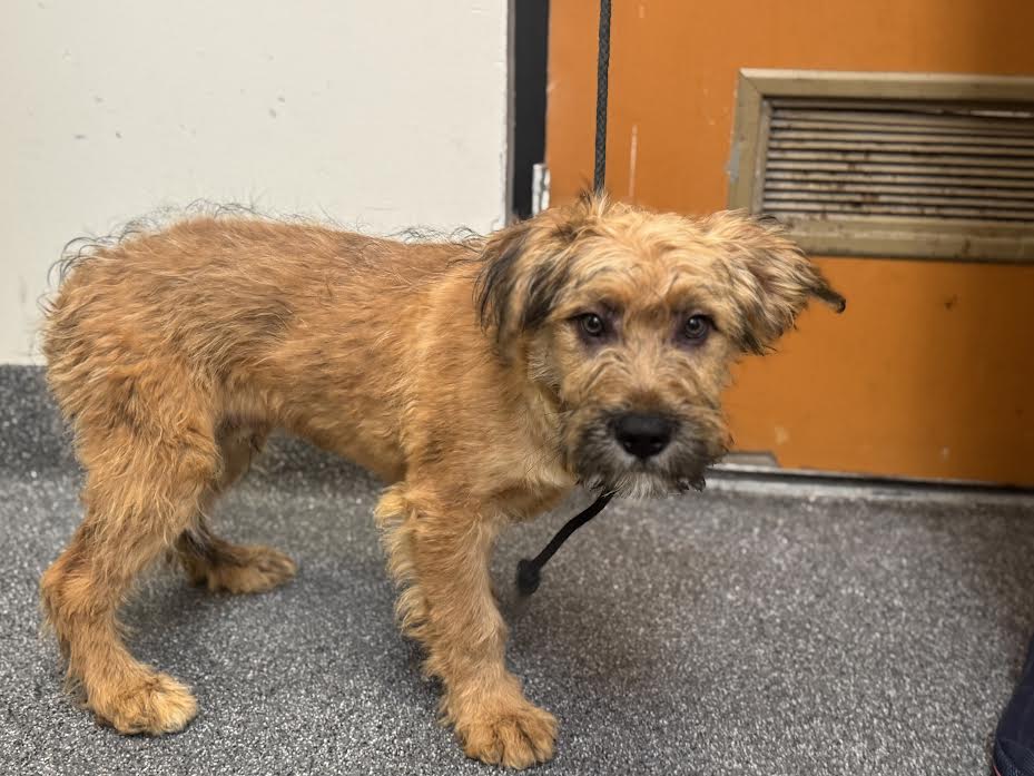 Shelter Stray Male Dog last seen , 3201 Lacy St, Los Angeles, CA 90031, USA