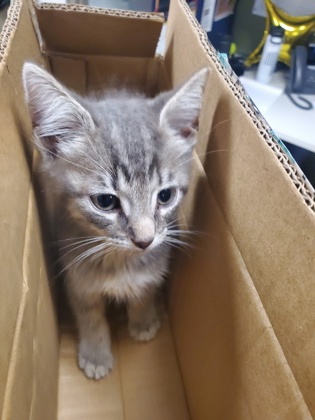 Shelter Stray Male Cat last seen Near Marsha, Keller, TX, 330 Rufe Snow Dr, Keller, TX 76248, USA