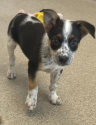 Shelter Stray Male Dog last seen Near Liverpool Dr, 75149, TX, 1650 Gross Rd, Mesquite, TX 75149, USA