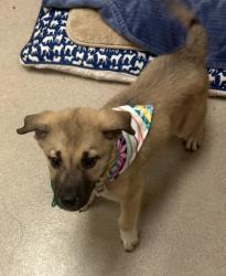 Shelter Stray Male Dog last seen Hideaway, 75149, TX, 1650 Gross Rd, Mesquite, TX 75149, USA