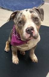 Shelter Stray Male Dog last seen Near Ridgeview St - By ENV CODE, 75149, TX, 1650 Gross Rd, Mesquite, TX 75149, USA