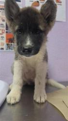 Shelter Stray Female Dog last seen Near Mary Ponce Rd, COUNTY of El Paso, TX, 5001 Fred Wilson Ave, El Paso, TX 79906, USA