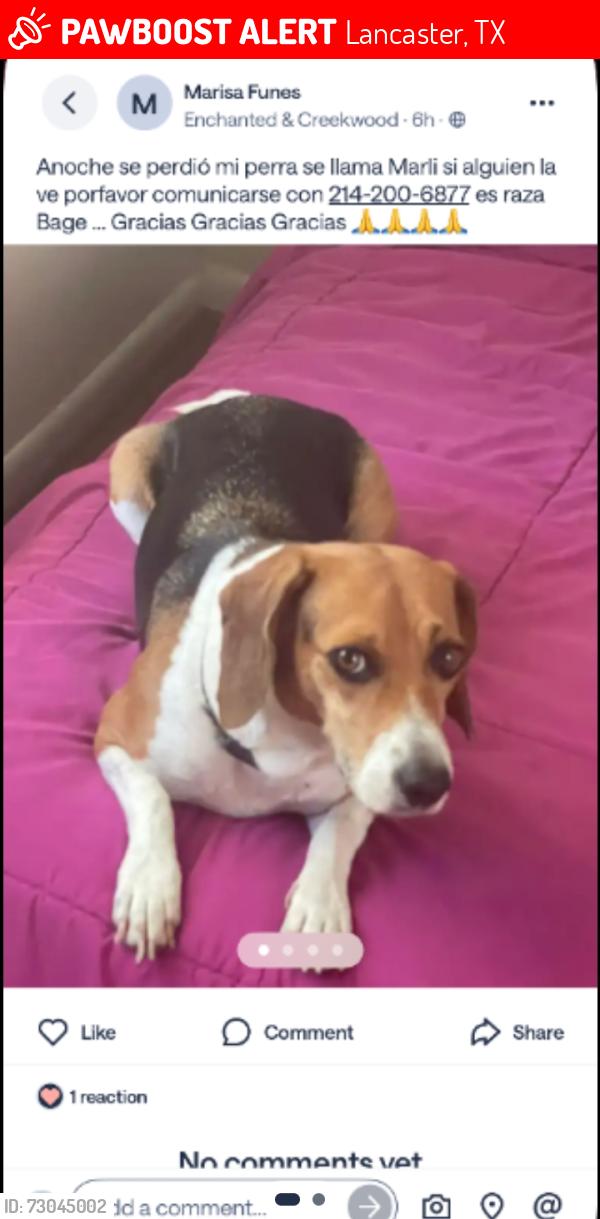 Lost Female Dog last seen Enchanted ln, Lancaster, TX 75146