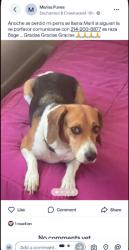 Lost Female Dog last seen Enchanted ln, Lancaster, TX 75146