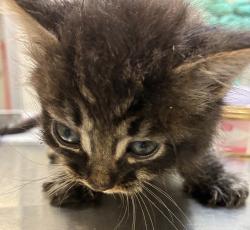 Shelter Stray Male Cat last seen SE Stark and S Troutdale Rd, TROUTDALE, OR, 97060, 1700 W Historic Columbia River Hwy, Troutdale, OR 97060, USA
