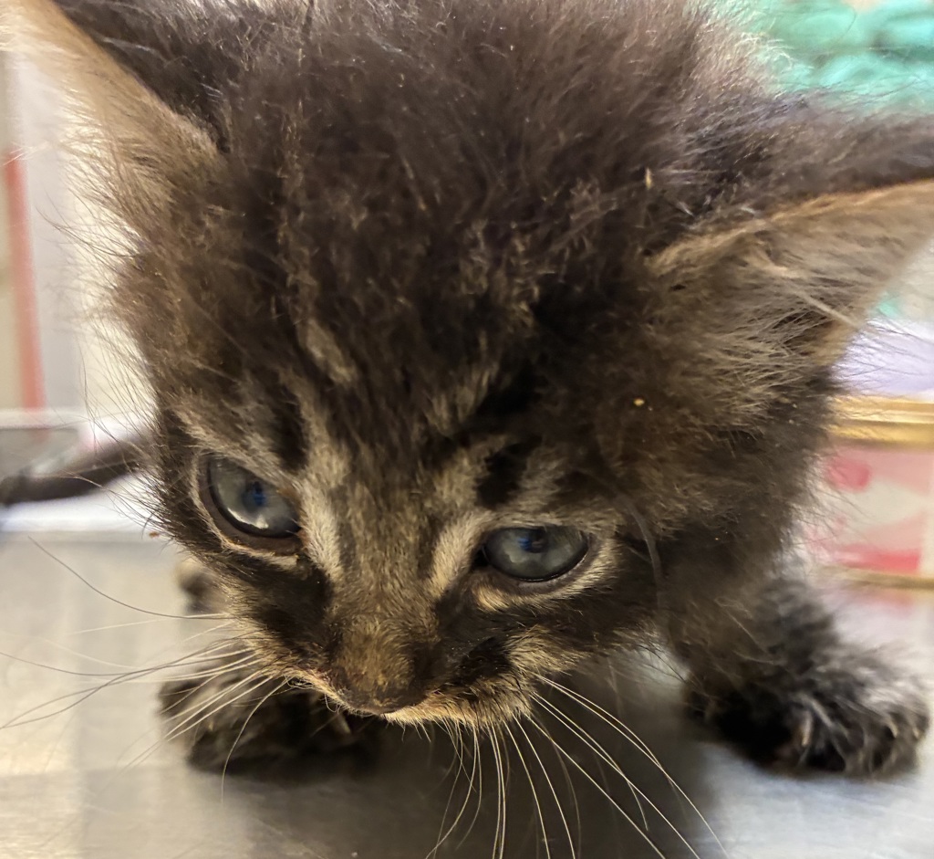 Shelter Stray Male Cat last seen SE Stark and S Troutdale Rd, TROUTDALE, OR, 97060, 1700 W Historic Columbia River Hwy, Troutdale, OR 97060, USA