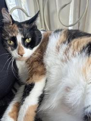 Lost Female Cat last seen loves, Choctaw, OK 73020